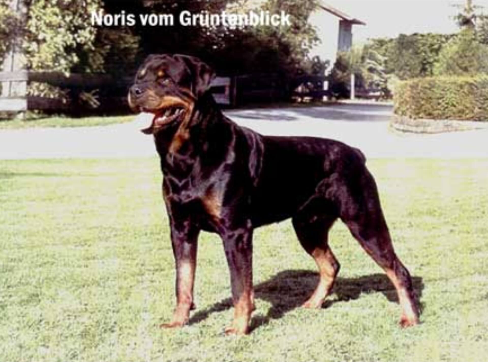 Historia de los Rottweiler - Kronreich - Criadero Venezolano