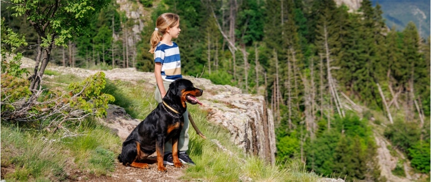En este momento estás viendo Cómo Elegir el Rottweiler Perfecto para tu Familia