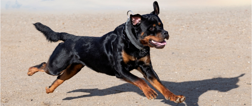 Mitos sobre los Rottweileres y la Realidad - Kronreich