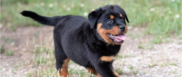 Lee más sobre el artículo Cómo Preparar tu Hogar para la Llegada de un Cachorro Rottweiler