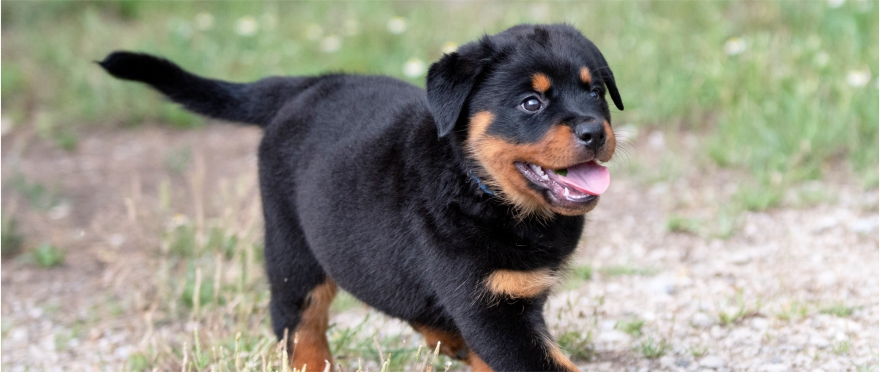 Llegada un Cachorro Rottweiler - ¿Cómo preparar tu hogar? - Kronreich
